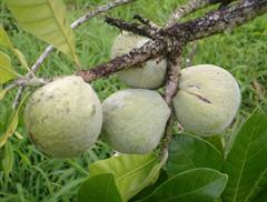 پوتریا هیپوگلاسا